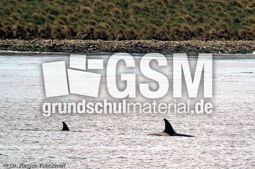 Orca (16 von 59).jpg